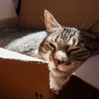 Pourquoi un chat préférera toujours jouer avec une boîte en carton ?